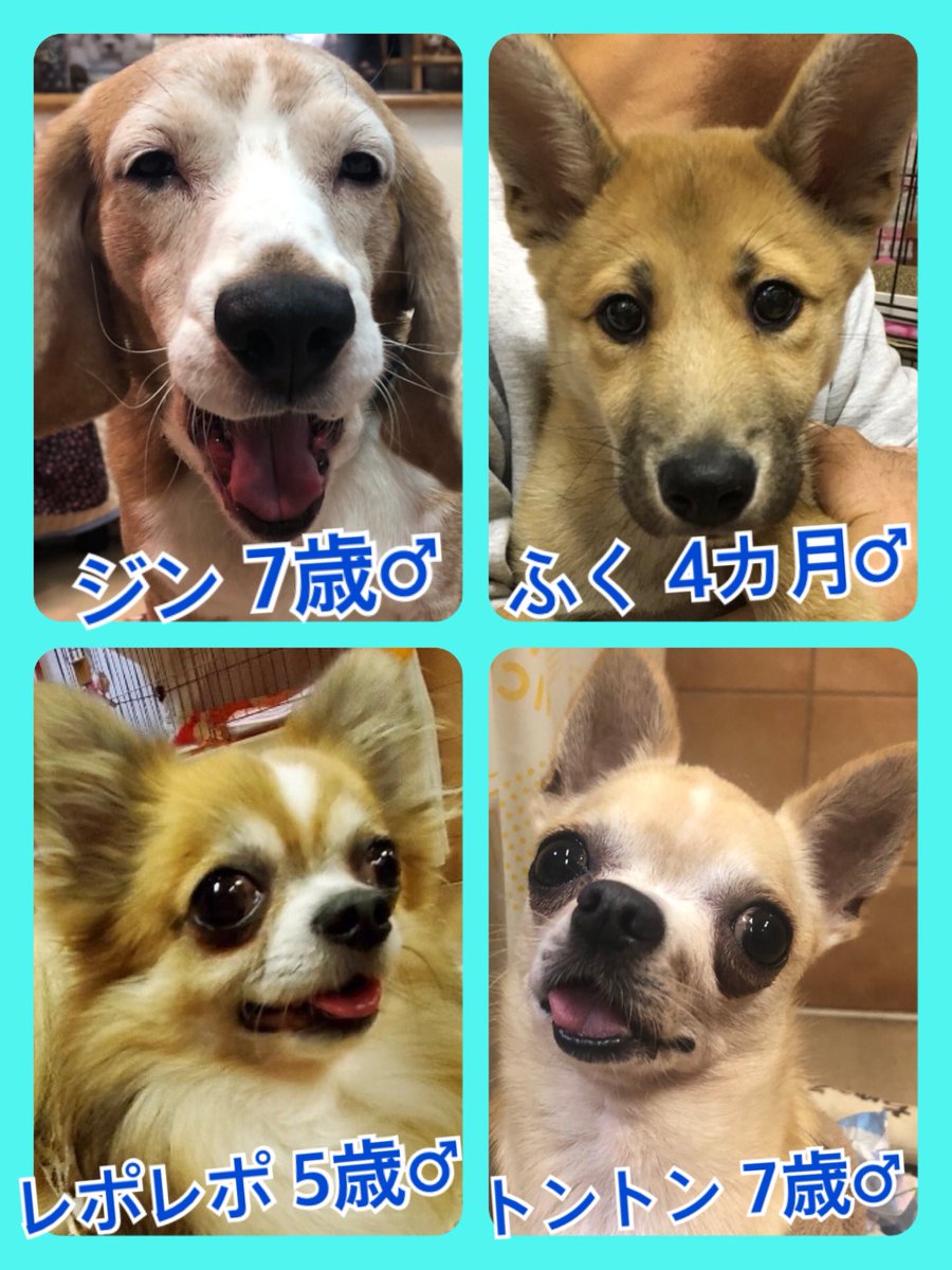 🐾今日の里親様募集中ワンコ🐶メンバーです🐾2020,4,5